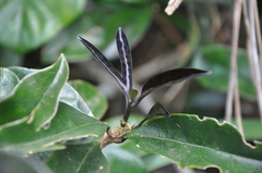 Brunfelsia dwyeri