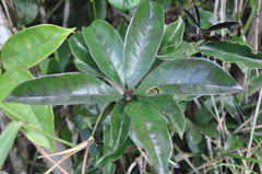 Brunfelsia dwyeri