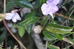 Brunfelsia dwyeri