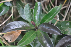Brunfelsia dwyeri