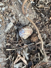 Cornu aspersum