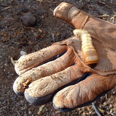 Derobrachus geminatus