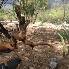 Derobrachus geminatus