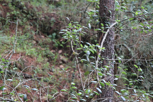 Golden-browed Warbler (Basileuterus belli), photo 7