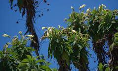 Siphocampylus giganteus