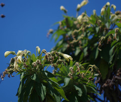 Siphocampylus giganteus