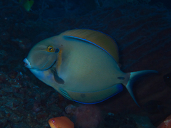 Acanthurus bariene
