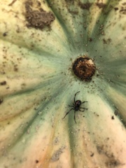 Latrodectus variolus