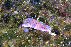 Goniobranchus thompsoni