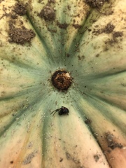 Latrodectus variolus