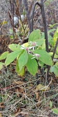 Oclemena acuminata image