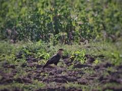 Caracara