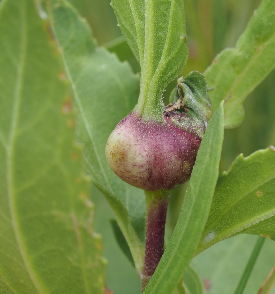 Asphondylia borrichiae
