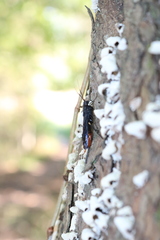 Urocerus cressoni