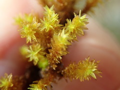 Racomitrium ryszardii