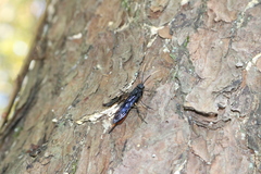 Urocerus cressoni