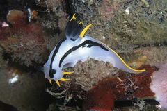 Polycera capensis