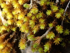 Racomitrium ryszardii