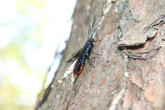 Urocerus cressoni