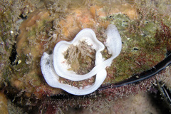 Polycera capensis