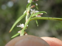 Polygonum douglasii