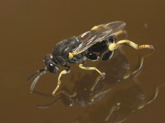 Brachymeria tibialis