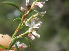 Polygonum douglasii