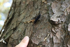 Urocerus cressoni