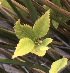 Caldcluvia paniculata