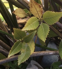 Caldcluvia paniculata