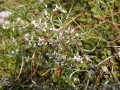 Polygonum douglasii