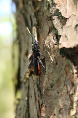 Urocerus cressoni