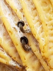 Entoloma parasiticum