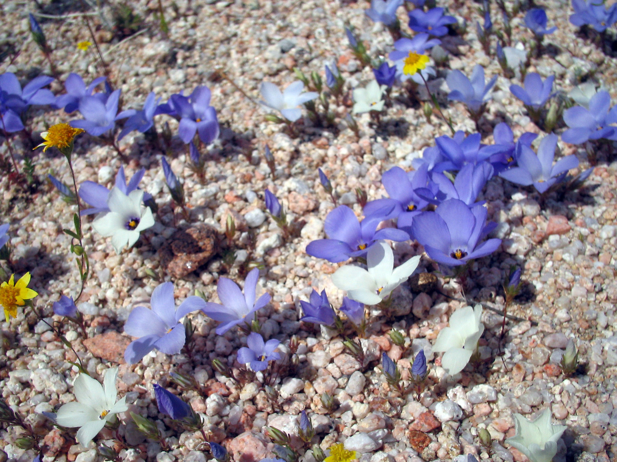 Linanthus parryae