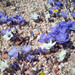 Linanthus parryae - Photo (c) Naomi Fraga, μερικά δικαιώματα διατηρούνται (CC BY-NC-ND)