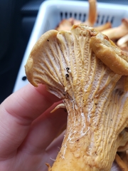 Entoloma parasiticum