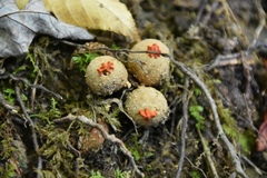 Calostoma ravenelii ravenelii