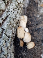 Coprinellus micaceus