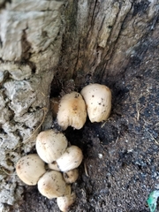 Coprinellus micaceus