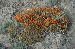 Anarthrophyllum desideratum