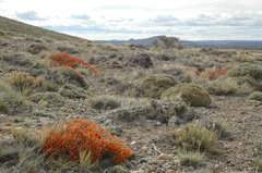 Anarthrophyllum desideratum