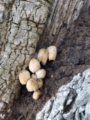 Coprinellus micaceus