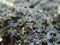 Pseudephebe pubescens