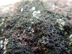 Pseudephebe pubescens