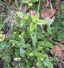Eucryphia cordifolia