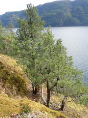 Juniperus maritima