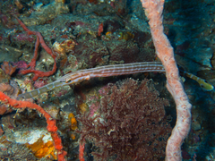 Chinese Trumpetfish photo 3