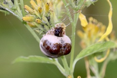 Mastophora