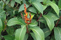 Sanchezia parvibracteata