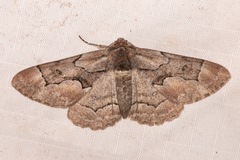 Phaeoura perfidaria